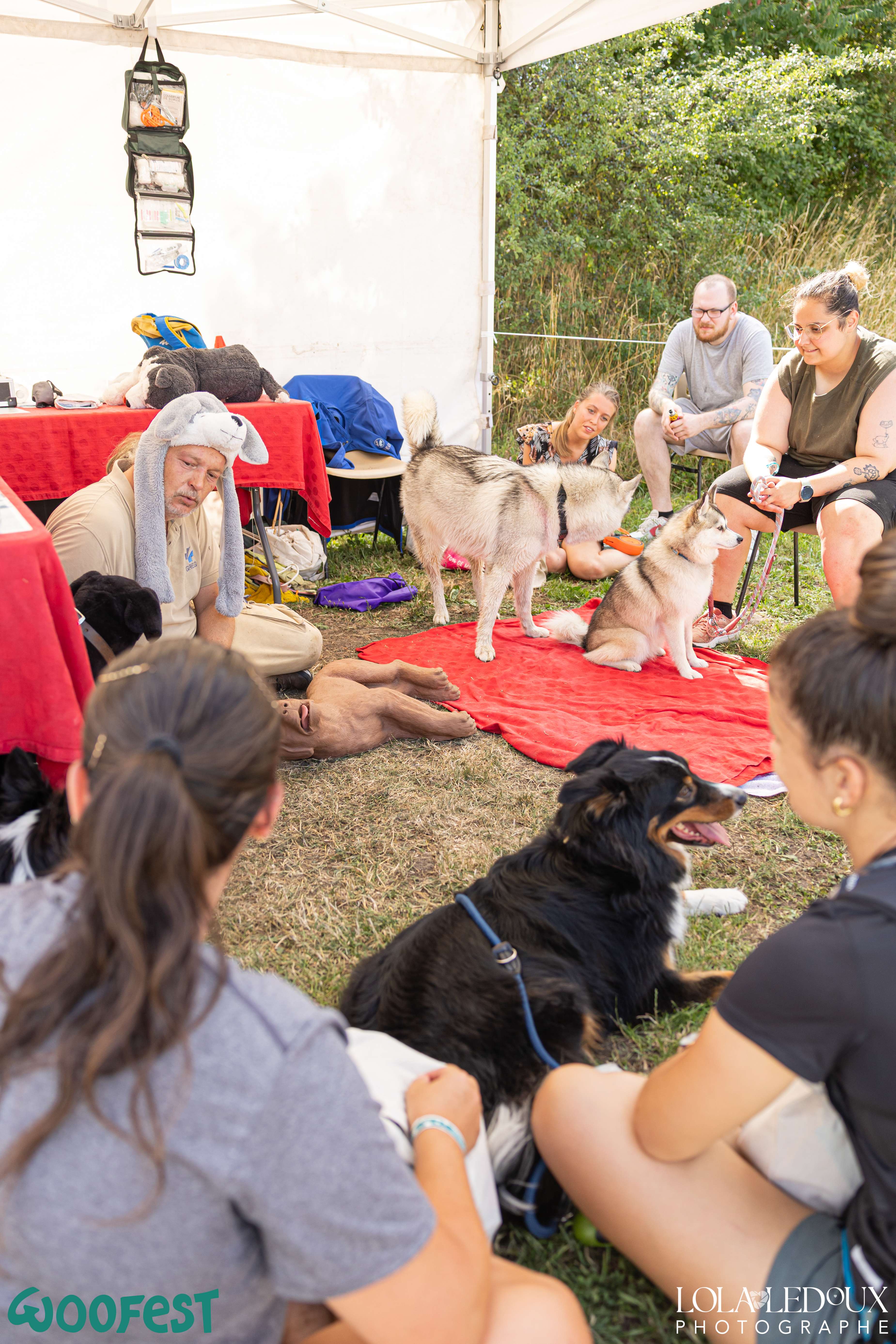 Premiers secours animaliers